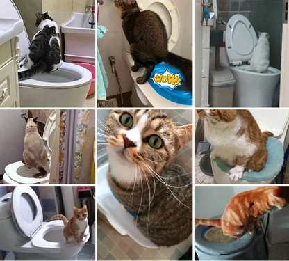 Entrenamiento Baño Para Gatos